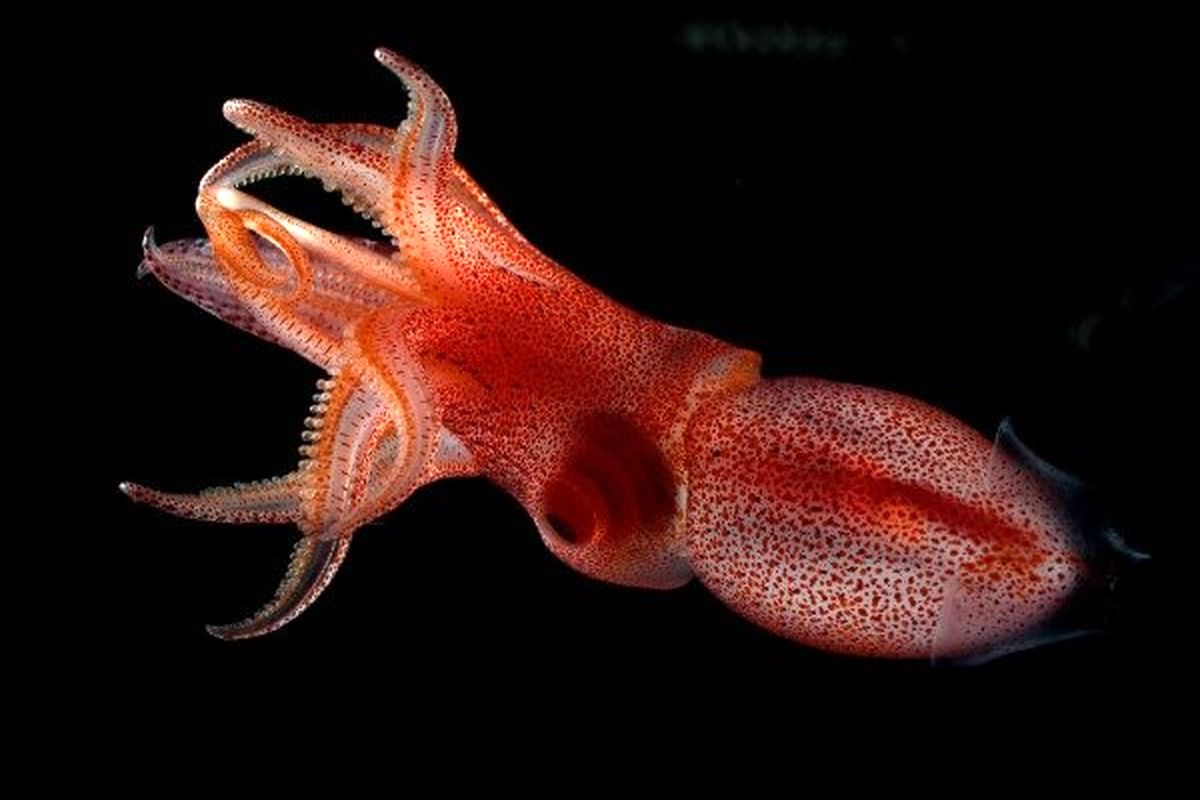  ماهی مرکب با چشم های عجیب