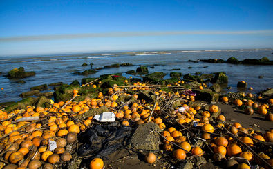 امحای بیش از 2000 تن پرتقال یخ زده بهشهر