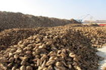 تحویل 1000 تُن چغندرقند تولیدی مزارع قزوین به کارخانه قند