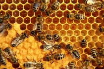 تولید سالانه بیش از 643 هزار کیلوگرم عسل در قزوین